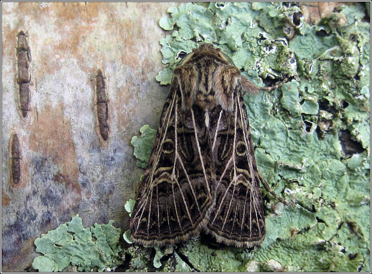 Feathered Gothic, Tholera decimalis