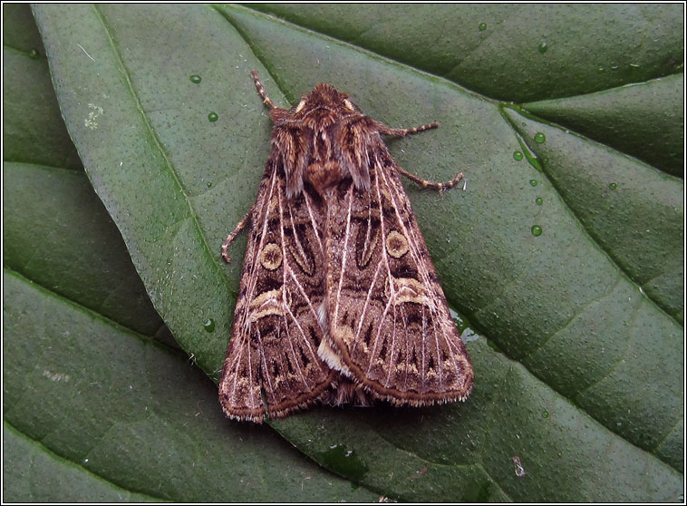 Feathered Gothic, Tholera decimalis