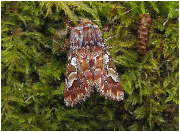 Pine Beauty, Panolis flammea