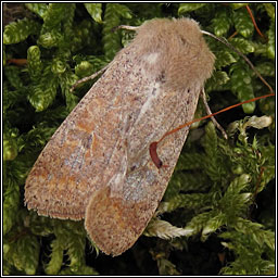 Small Quaker, Orthosia cruda