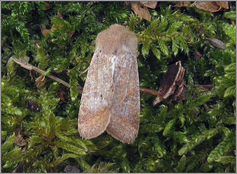 Small Quaker, Orthosia cruda