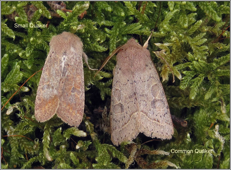 Small Quaker, Orthosia cruda