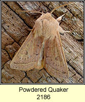 Powdered Quaker, Orthosia gracilis