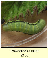 Powdered Quaker, Orthosia gracilis