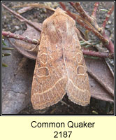 Common Quaker, Orthosia cerasi