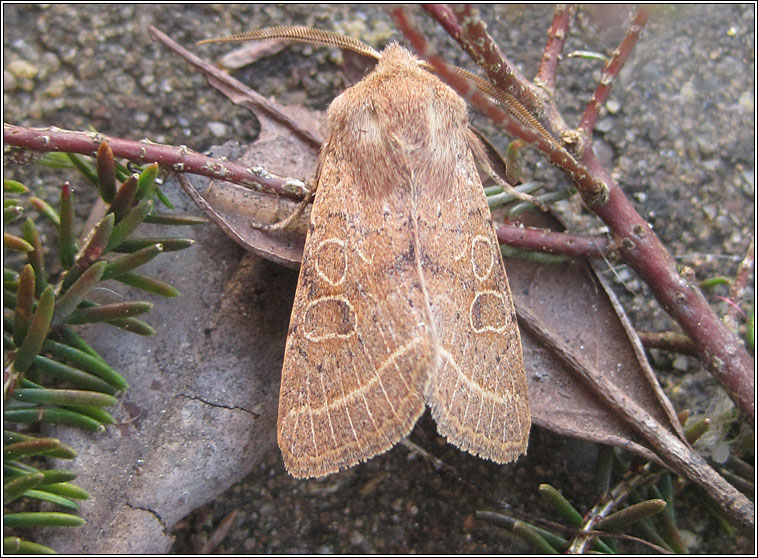 Common Quaker, Orthosia cerasi