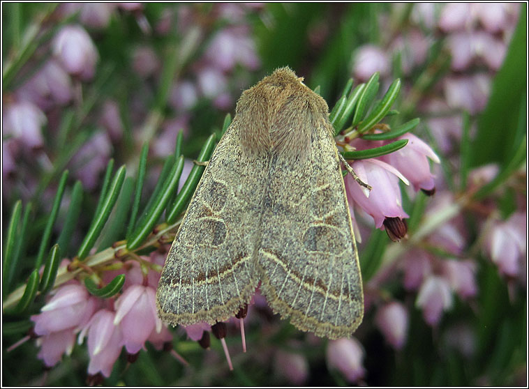 Common Quaker, Orthosia cerasi