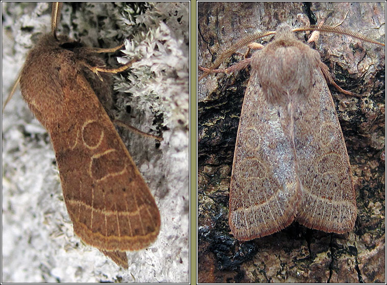 Common Quaker, Orthosia cerasi