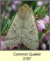 Common Quaker, Orthosia cerasi