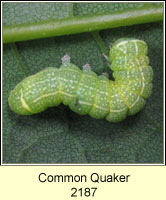 Common Quaker, Orthosia cerasi