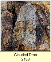 Clouded Drab, Orthosia incerta