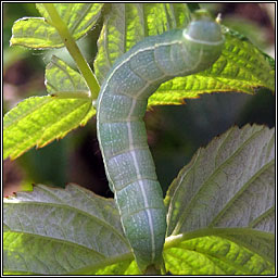 Clouded Drab, Orthosia incerta