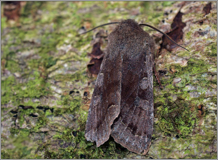 Clouded Drab, Orthosia incerta