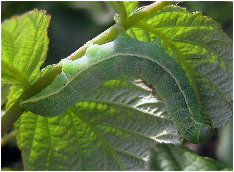 Clouded Drab, Orthosia incerta