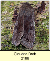 Clouded Drab, Orthosia incerta