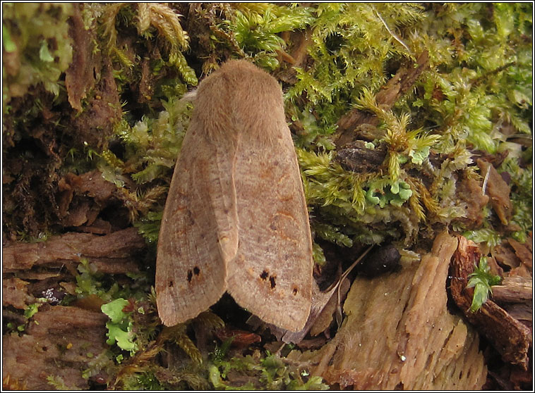 Twin-spotted Quaker, Orthosia munda