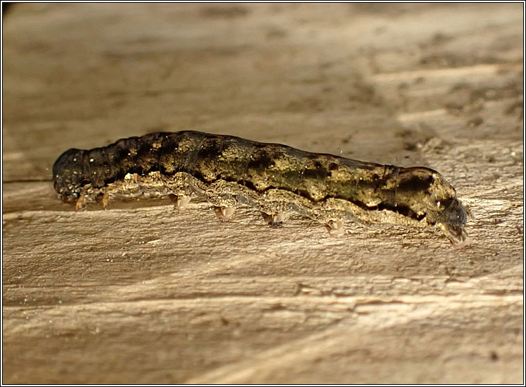 Twin-spotted Quaker, Orthosia munda