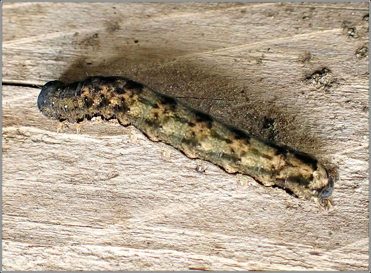 Twin-spotted Quaker, Orthosia munda