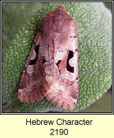 Hebrew Character, Orthosia gothica