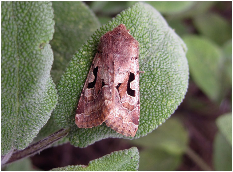 Hebrew Character, Orthosia gothica