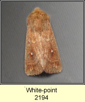 White-point, Mythimna albipuncta