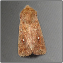 White-point, Mythimna albipuncta