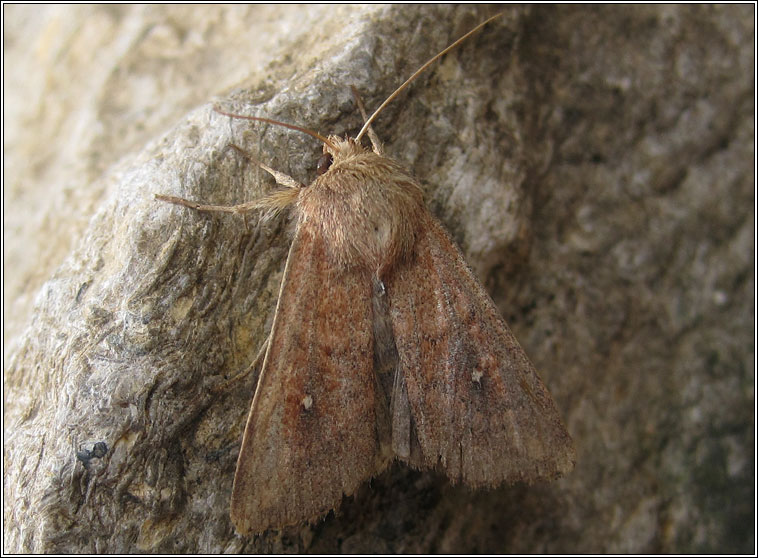 White-point, Mythimna albipuncta