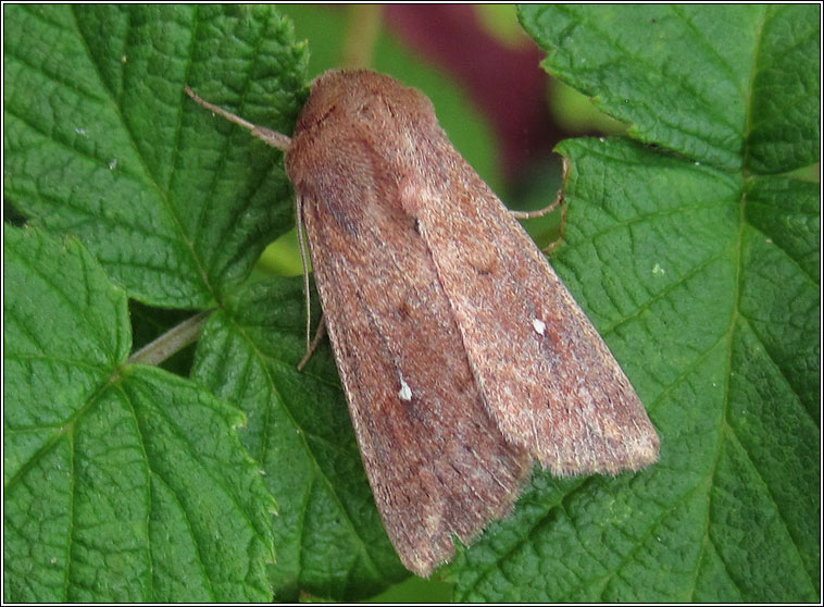 White-point, Mythimna albipuncta