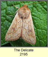 Delicate, Mythimna vitellina