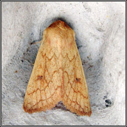 Delicate, Mythimna vitellina