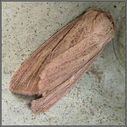 Striped  Wainscot, Mythimna pudorina