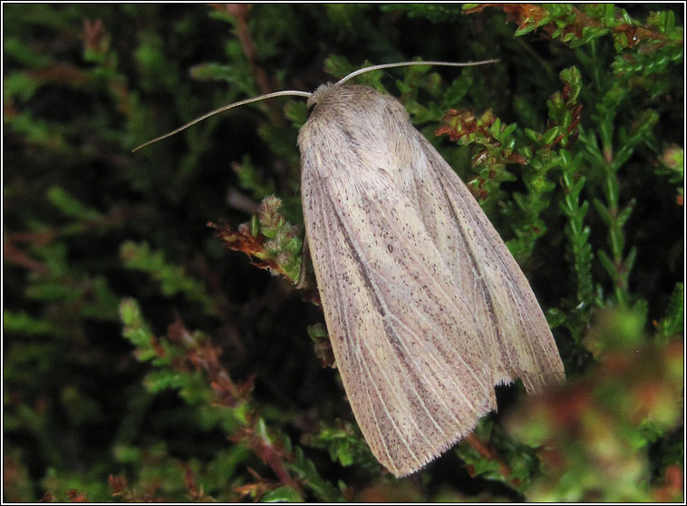 Striped  Wainscot, Mythimna pudorina