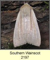 Southern  Wainscot, Mythimna straminea