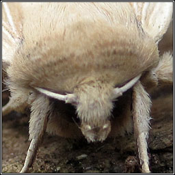 Southern Wainscot, Mythimna straminea