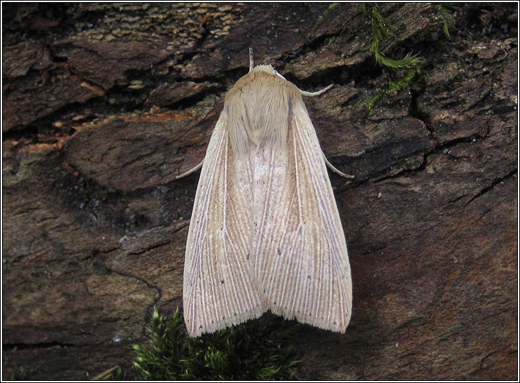 Southern Wainscot, Mythimna straminea