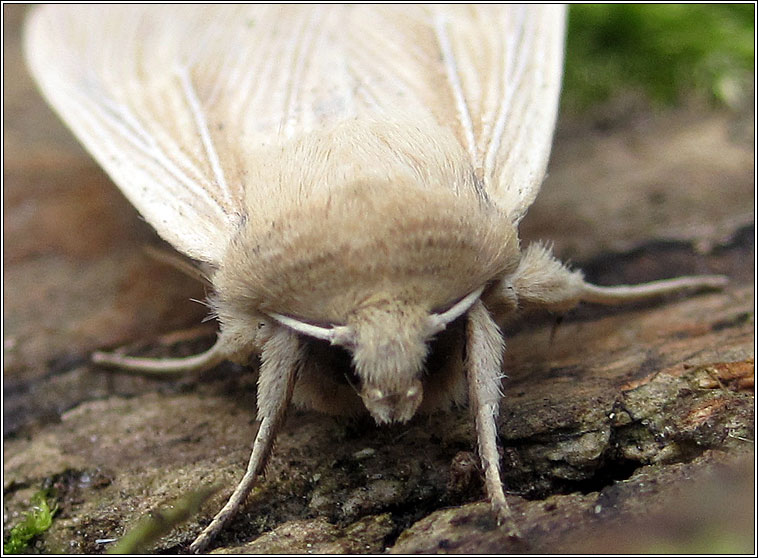 Southern Wainscot, Mythimna straminea