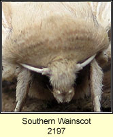 Southern  Wainscot, Mythimna straminea