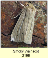 Smoky  Wainscot, Mythimna impura