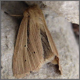 Smoky Wainscot, Mythimna impura