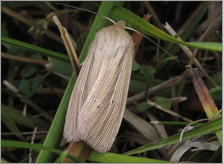 Smoky Wainscot, Mythimna impura