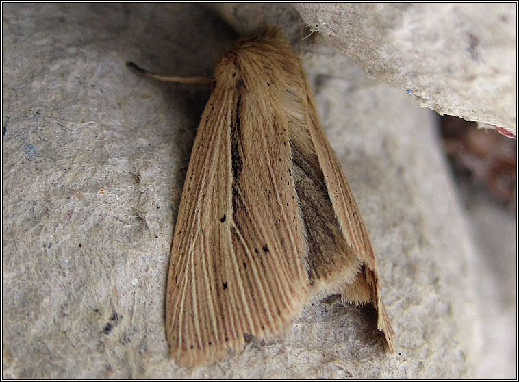 Smoky Wainscot, Mythimna impura