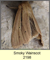 Smoky  Wainscot, Mythimna impura