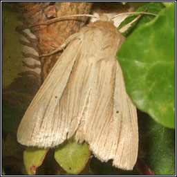 Common Wainscot, Mythimna pallens