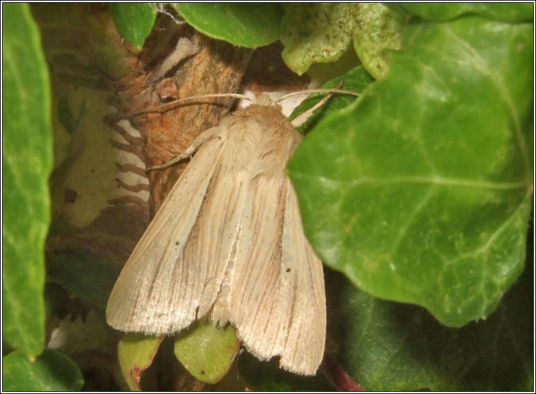 Common Wainscot, Mythimna pallens