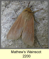 Mathew's Wainscot, Mythimna favicolor