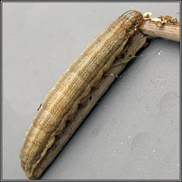 Mathew's Wainscot, Mythimna favicolor