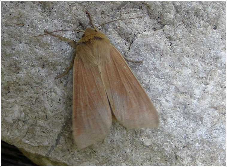 Mathew's Wainscot, Mythimna favicolor