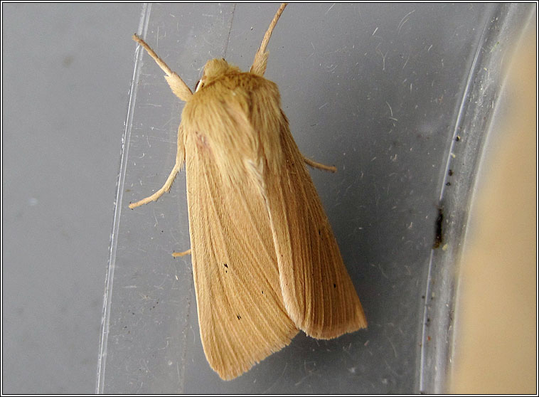 Mathew's Wainscot, Mythimna favicolor