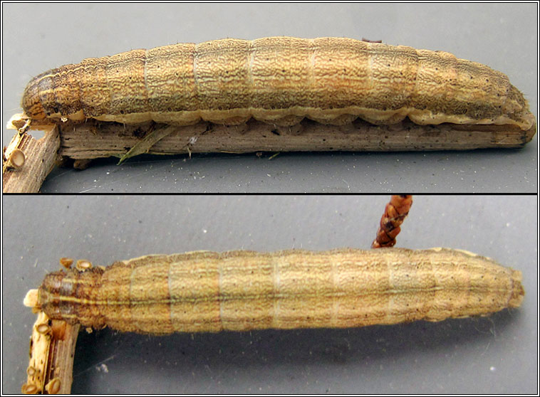 Mathew's Wainscot, Mythimna favicolor