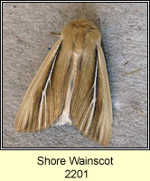 Shore Wainscot, Mythimna litoralis